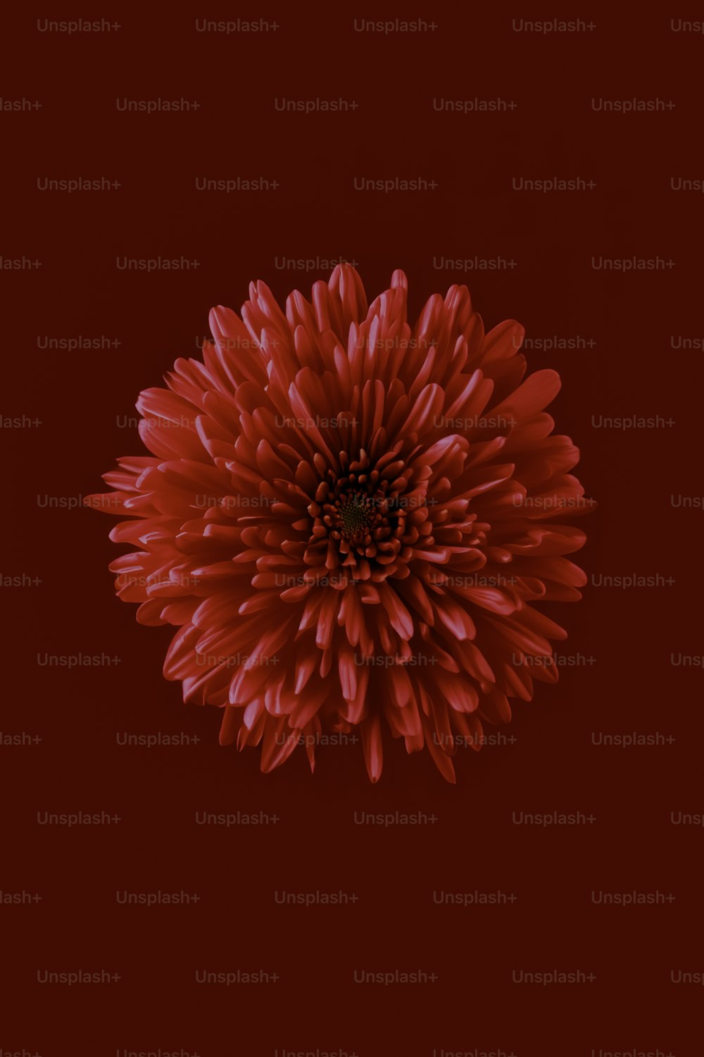 a red flower on a red background