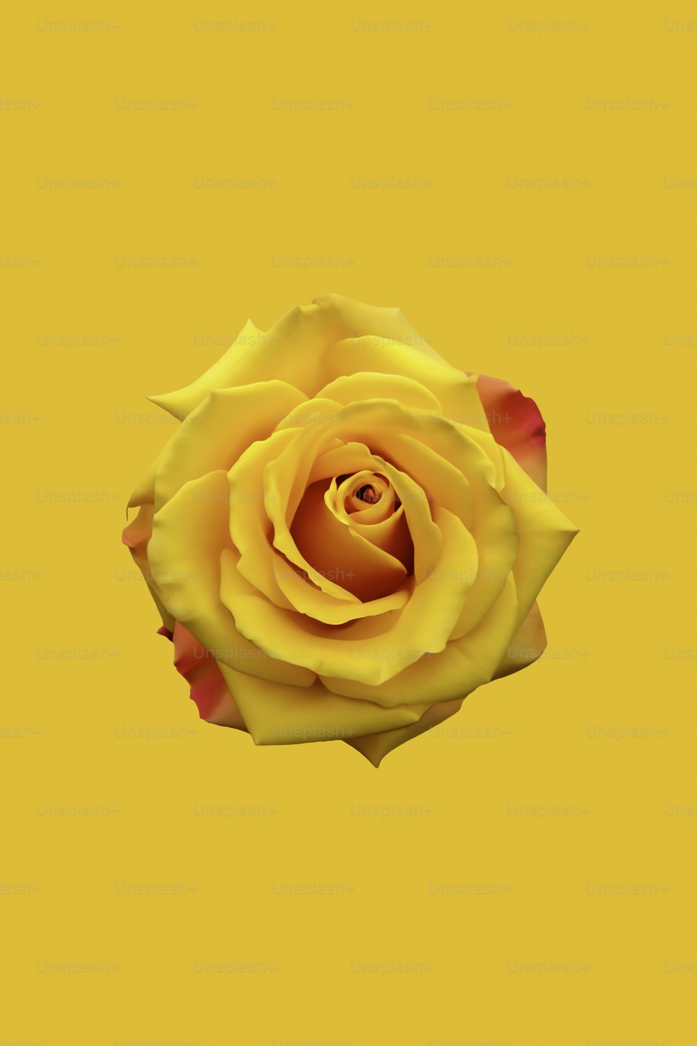 una rosa amarilla sobre fondo amarillo