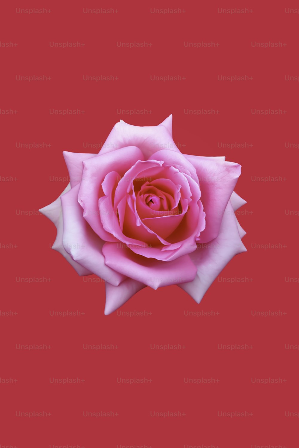 a single pink rose on a pink background