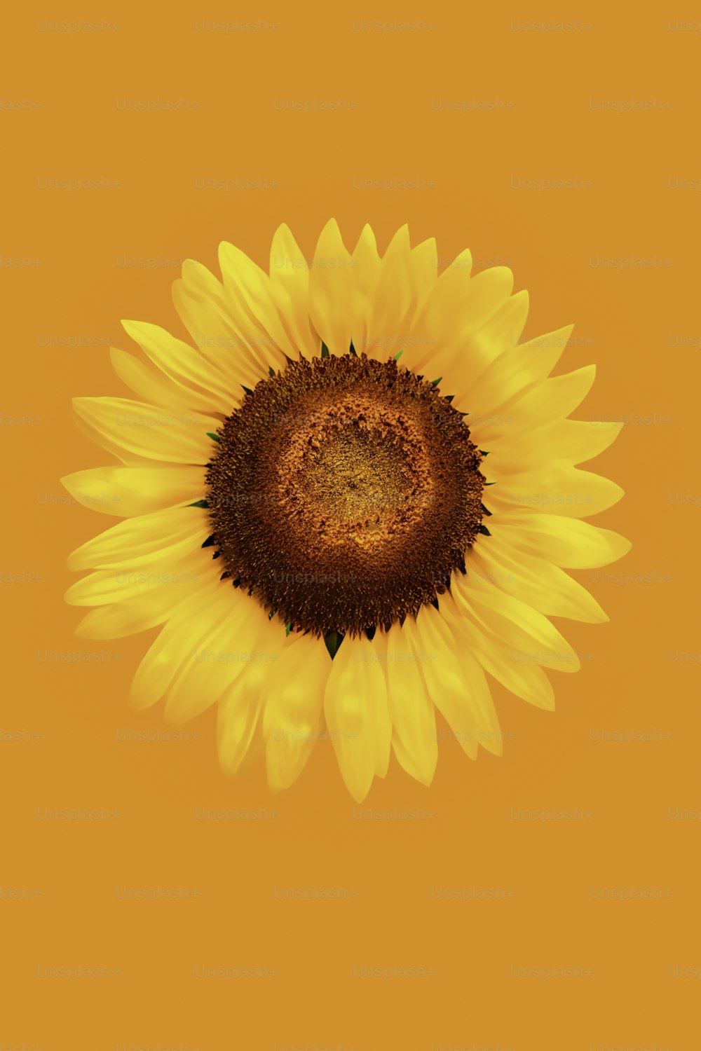 eine große gelbe Sonnenblume auf gelbem Hintergrund