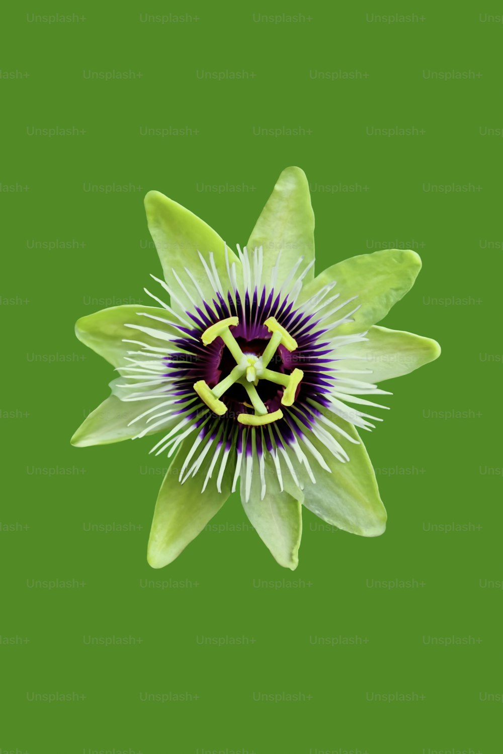 a white flower with a purple center on a green background