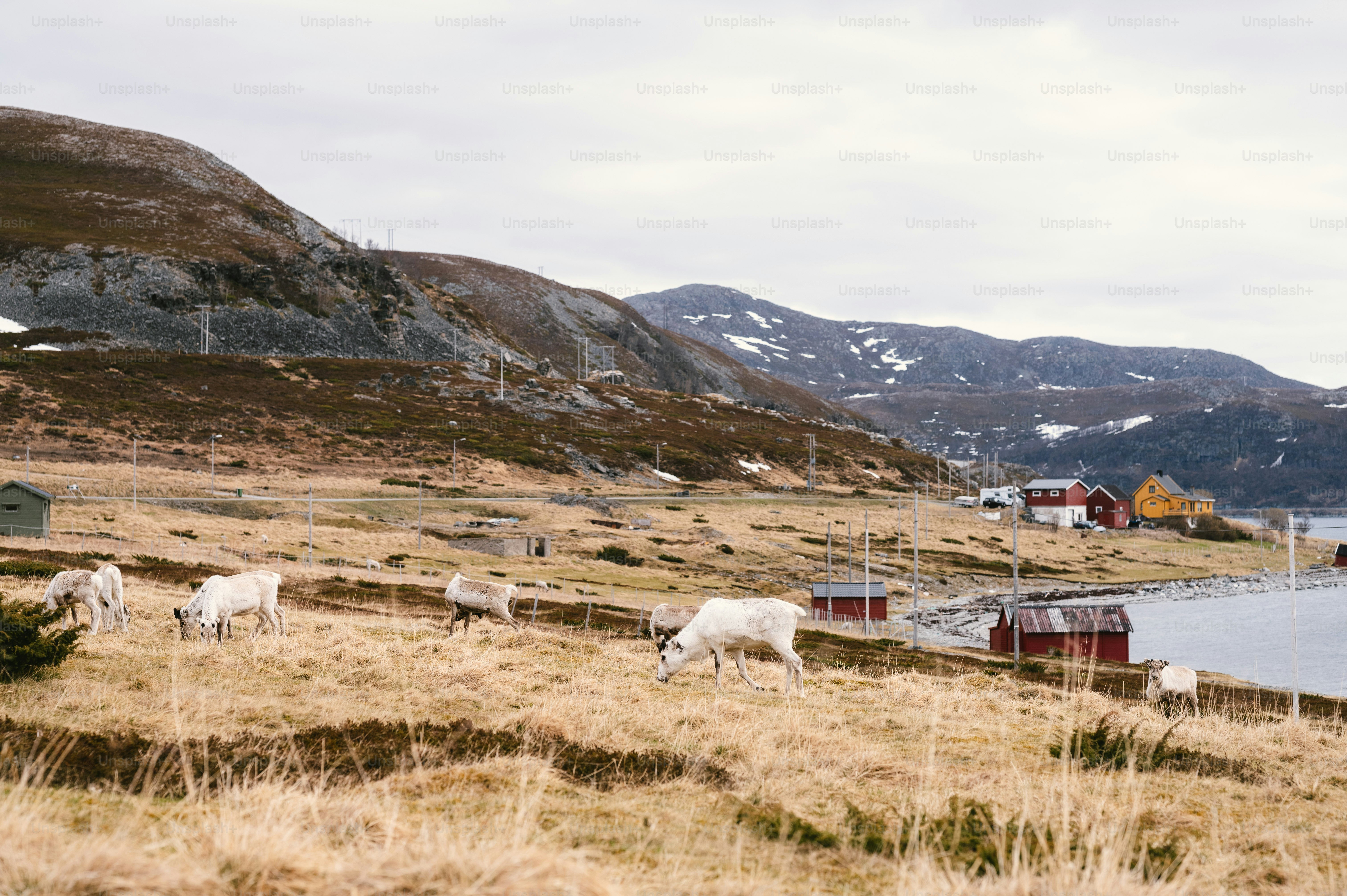 a herd of animals grazing on a grass covered hillside