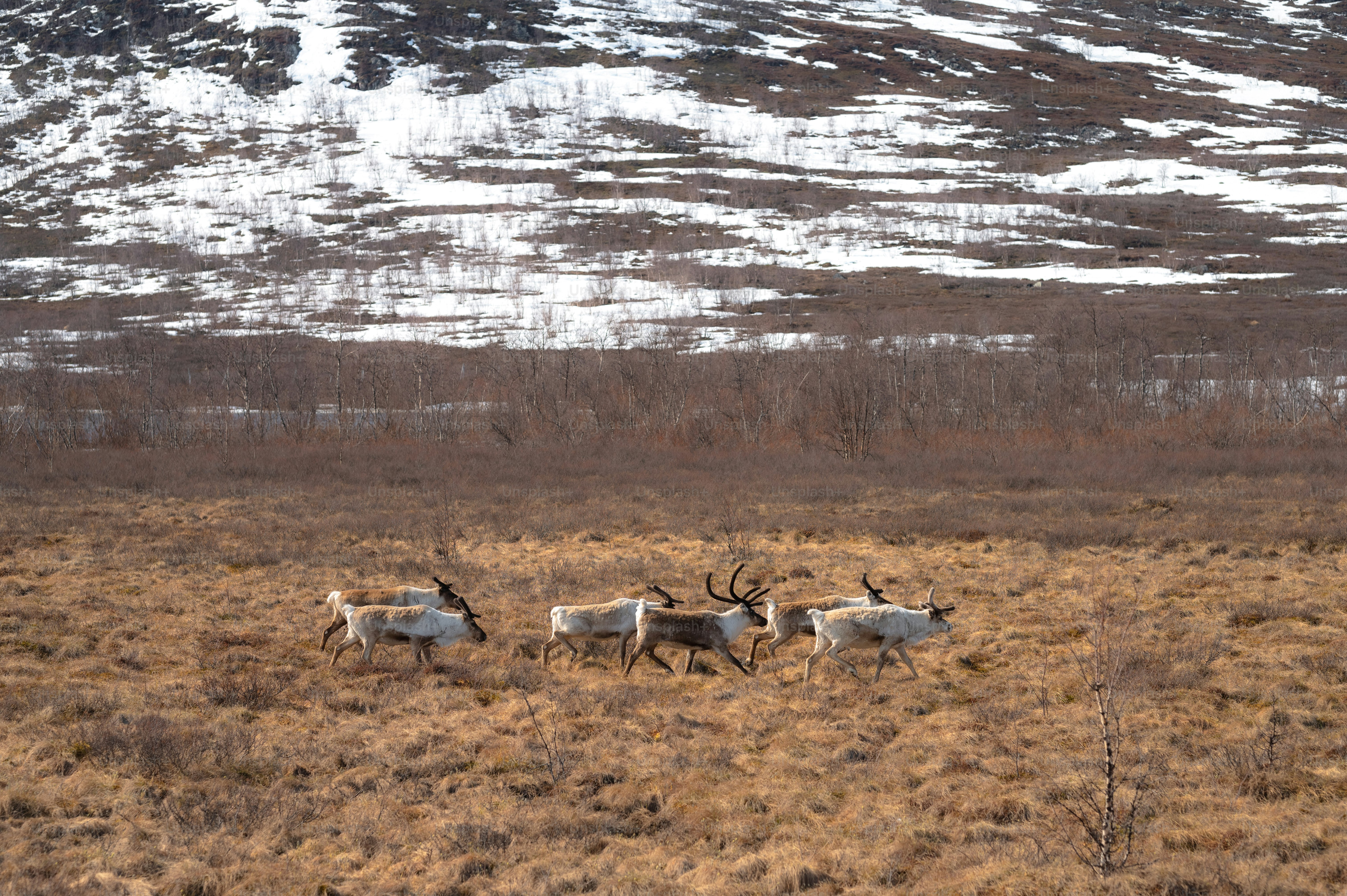 a herd of animals walking across a dry grass field