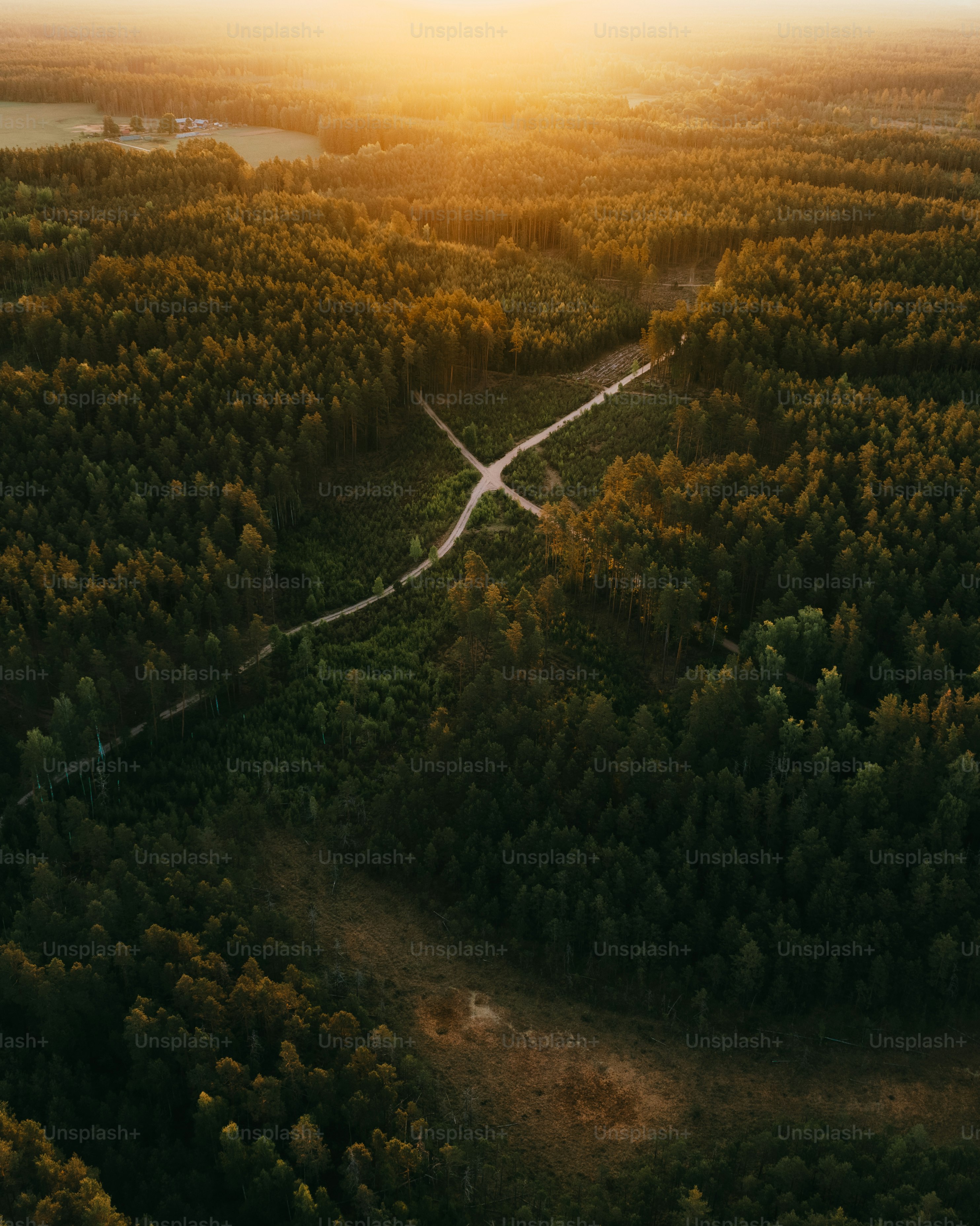 An aerial view of a lush green forest photo – Trees Image on Unsplash