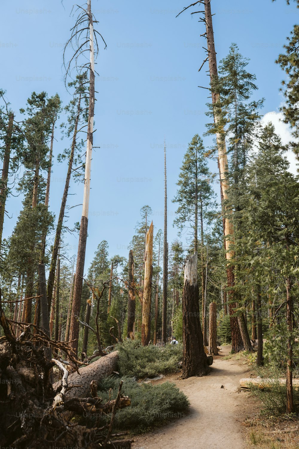 un chemin de terre entouré de grands pins
