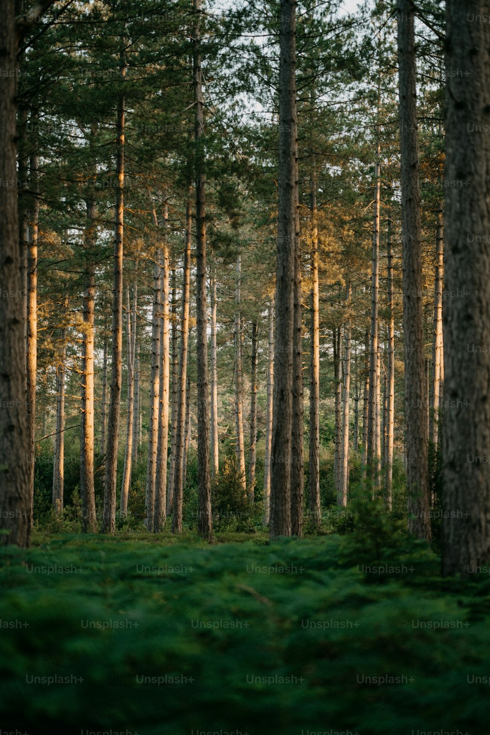 a forest filled with lots of tall trees