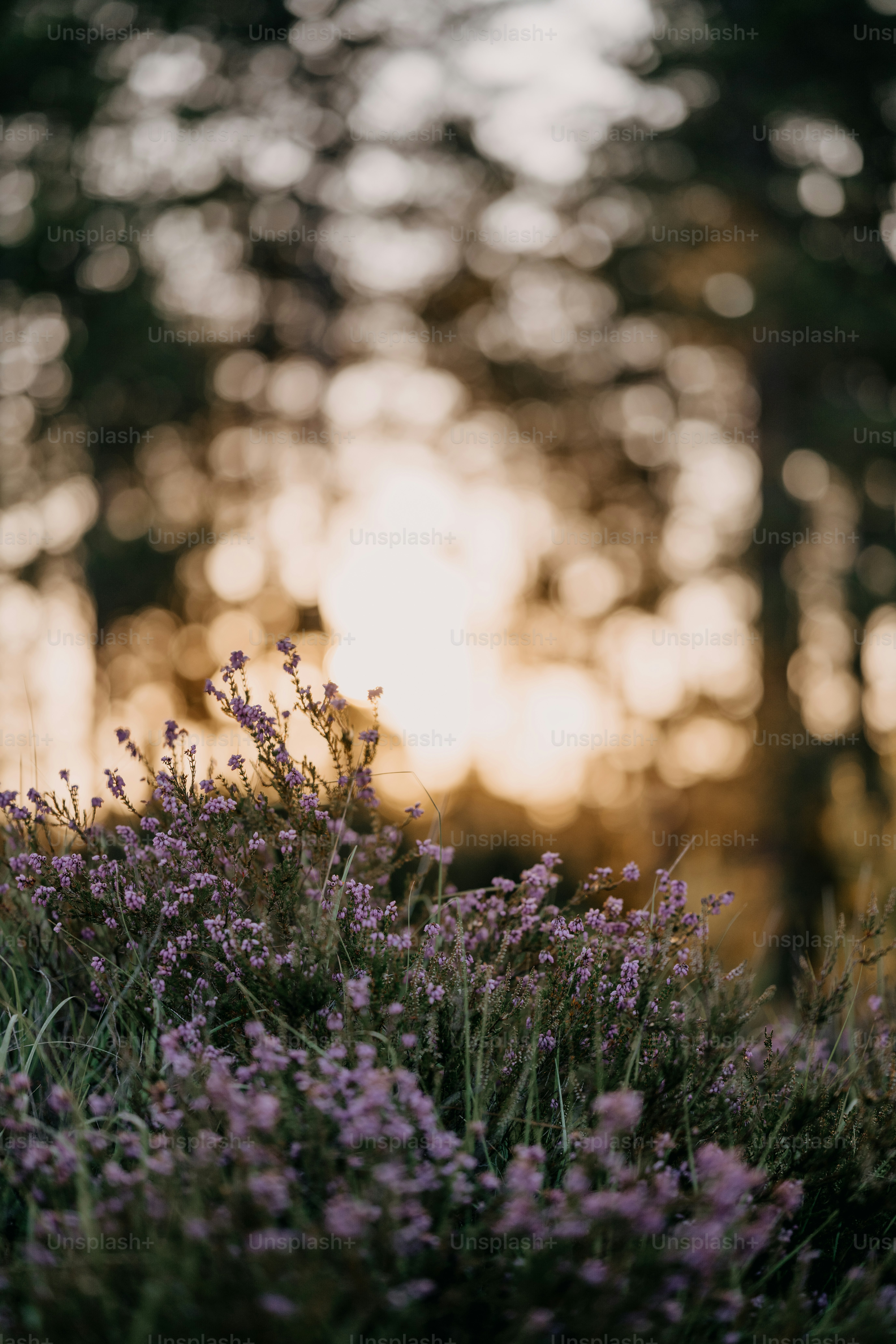 ein Feld mit lila Blumen mit Bäumen im Hintergrund