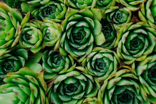 Un gros plan d’un bouquet de plantes vertes