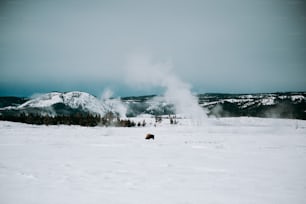 ein Bison, der im Schnee vor einem Geysir steht