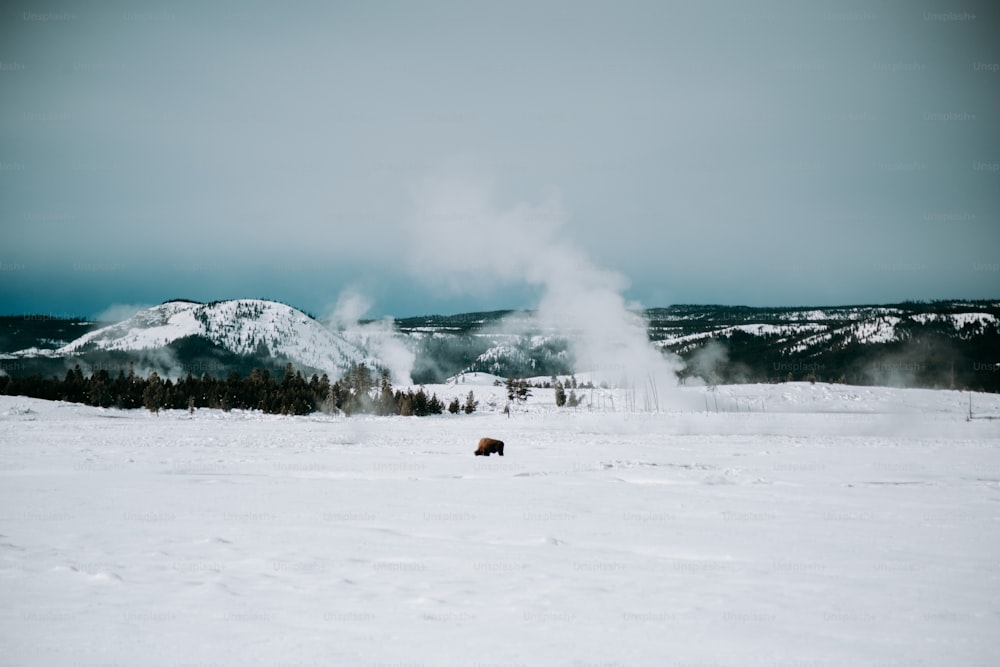 a bison standing in the snow in front of a geyser