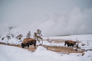 a couple of bison standing on top of a snow covered field