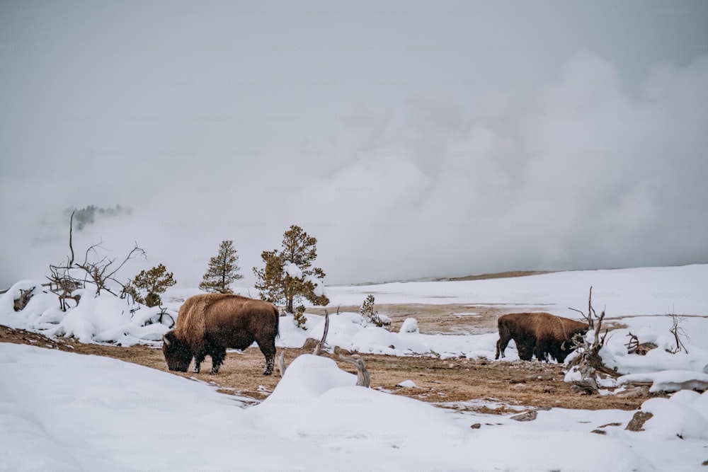 a couple of bison standing on top of a snow covered field