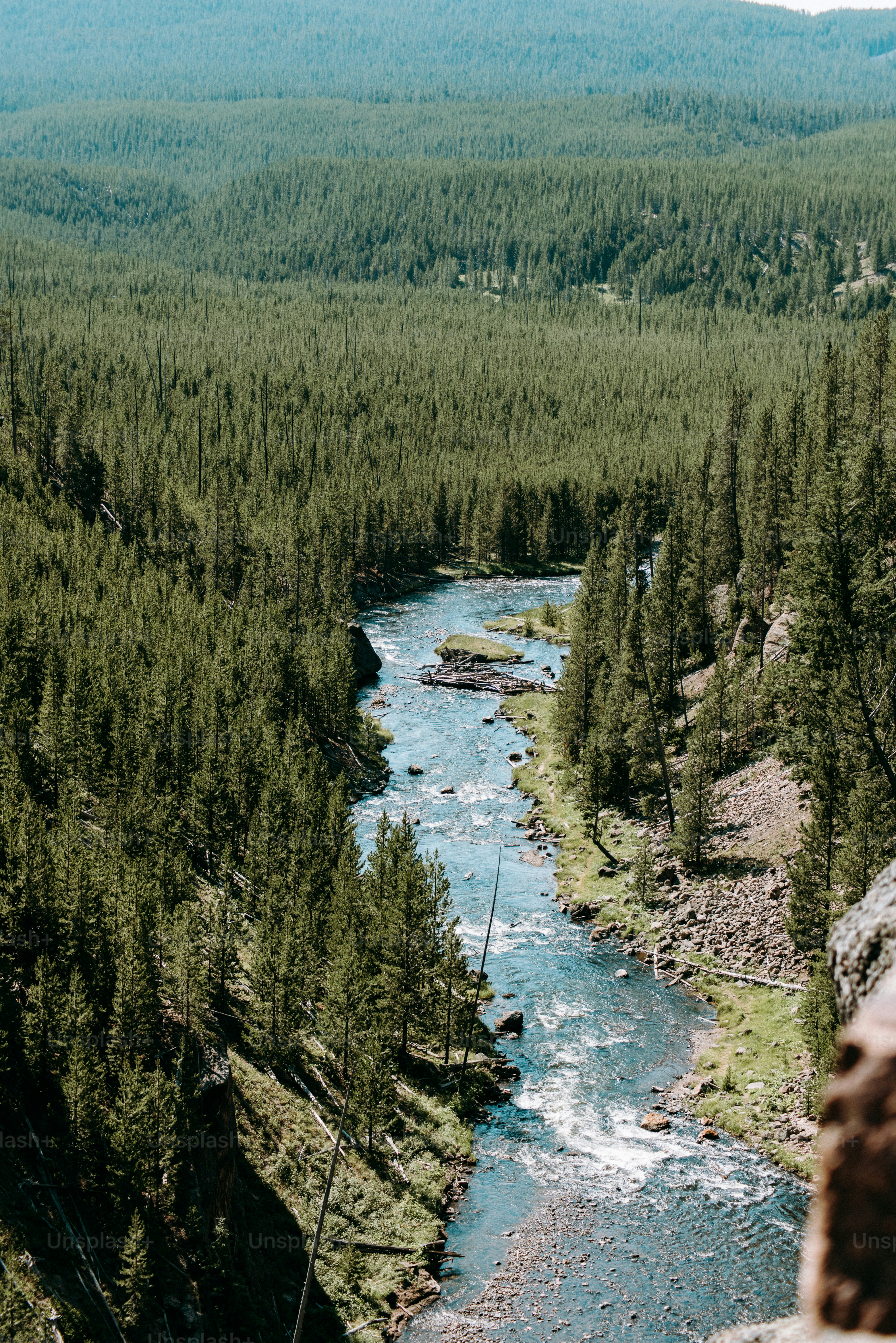 Un río que atraviesa un frondoso bosque verde