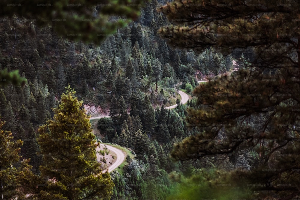a winding road surrounded by pine trees in the mountains