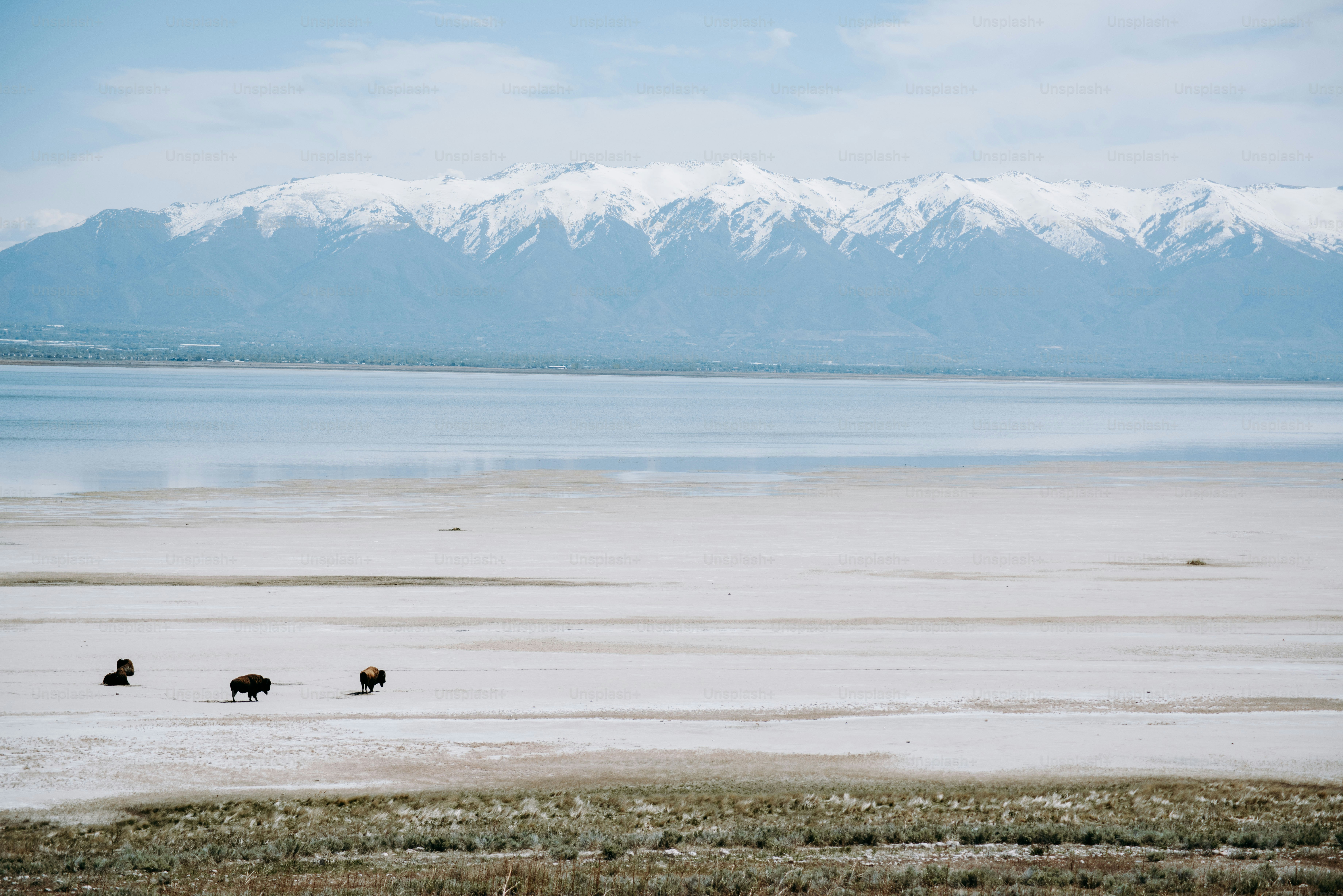 Un grupo de animales parados en la parte superior de un campo de hierba seca