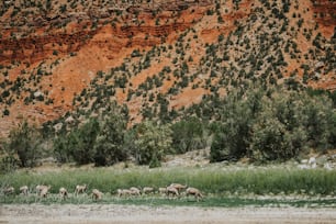 a herd of animals grazing on a lush green field