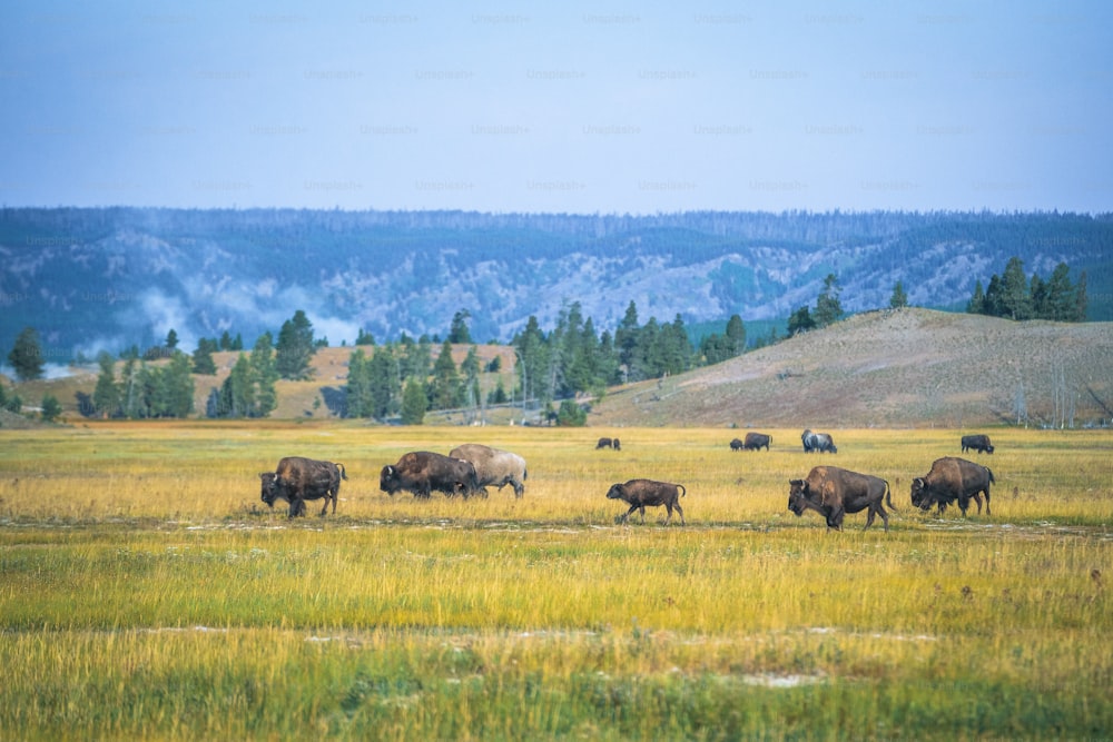 a herd of buffalo grazing on a lush green field