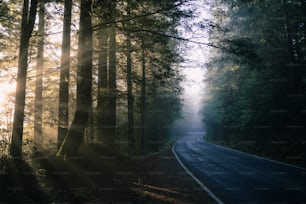 the sun shines through the trees on a road