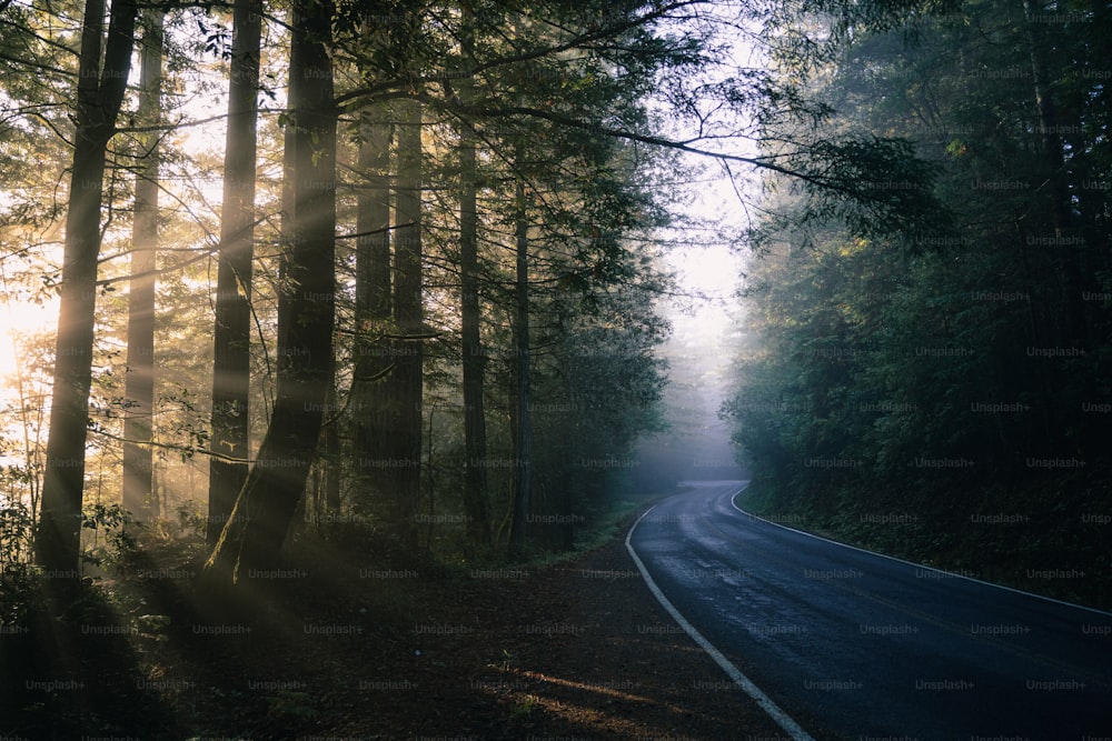 El sol brilla a través de los árboles en una carretera