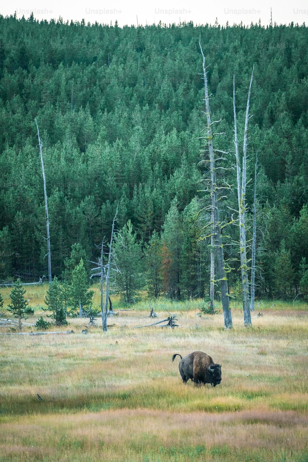 um bisão em um campo com árvores ao fundo