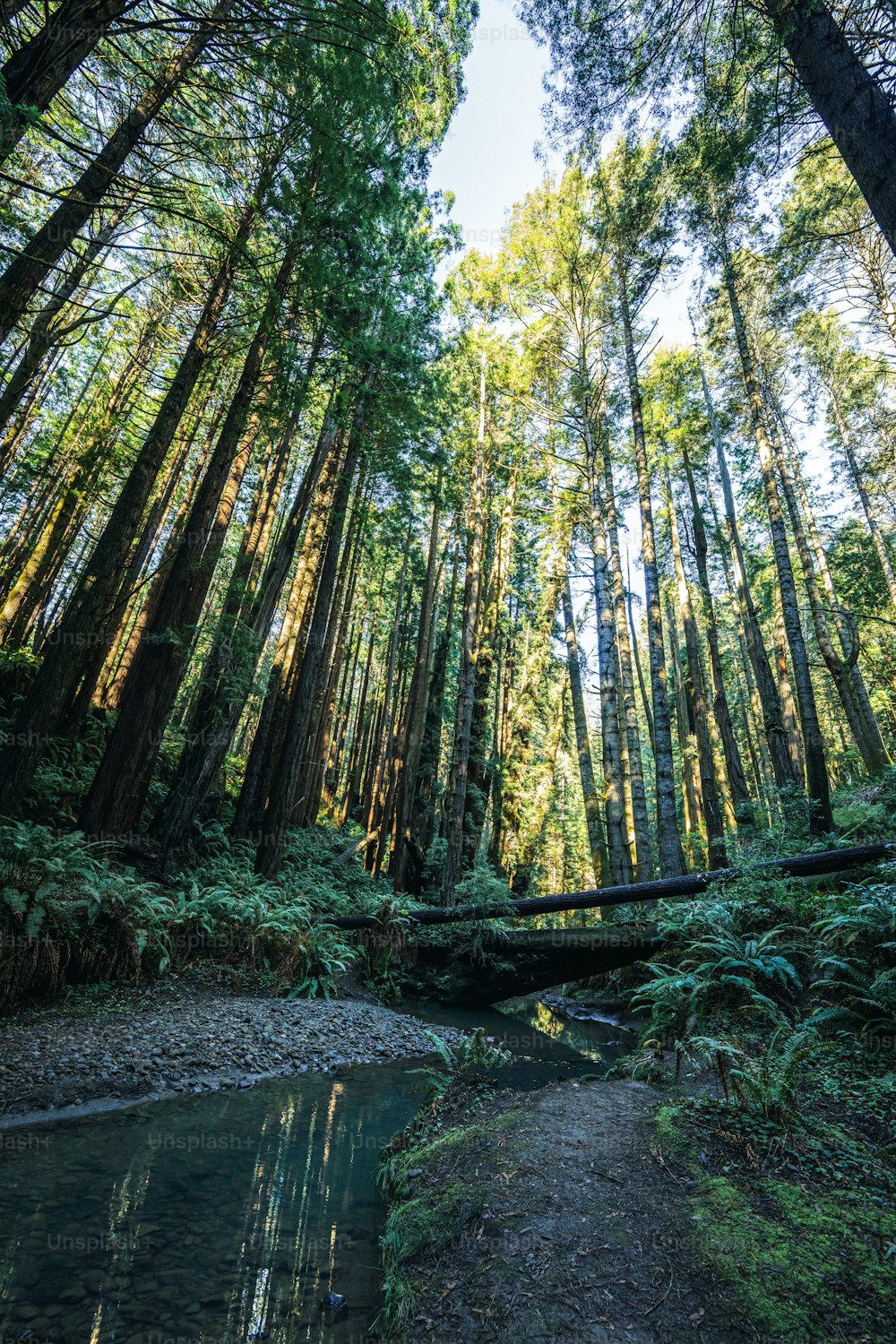 Un ruscello che attraversa una foresta piena di alberi ad alto fusto
