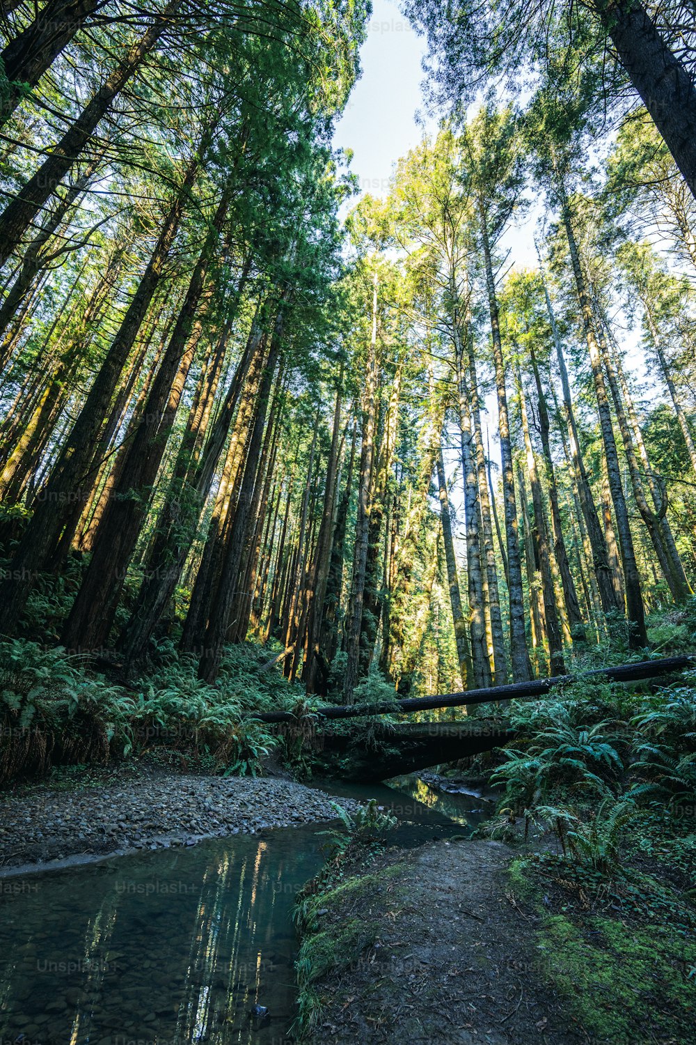 a stream running through a forest filled with tall trees