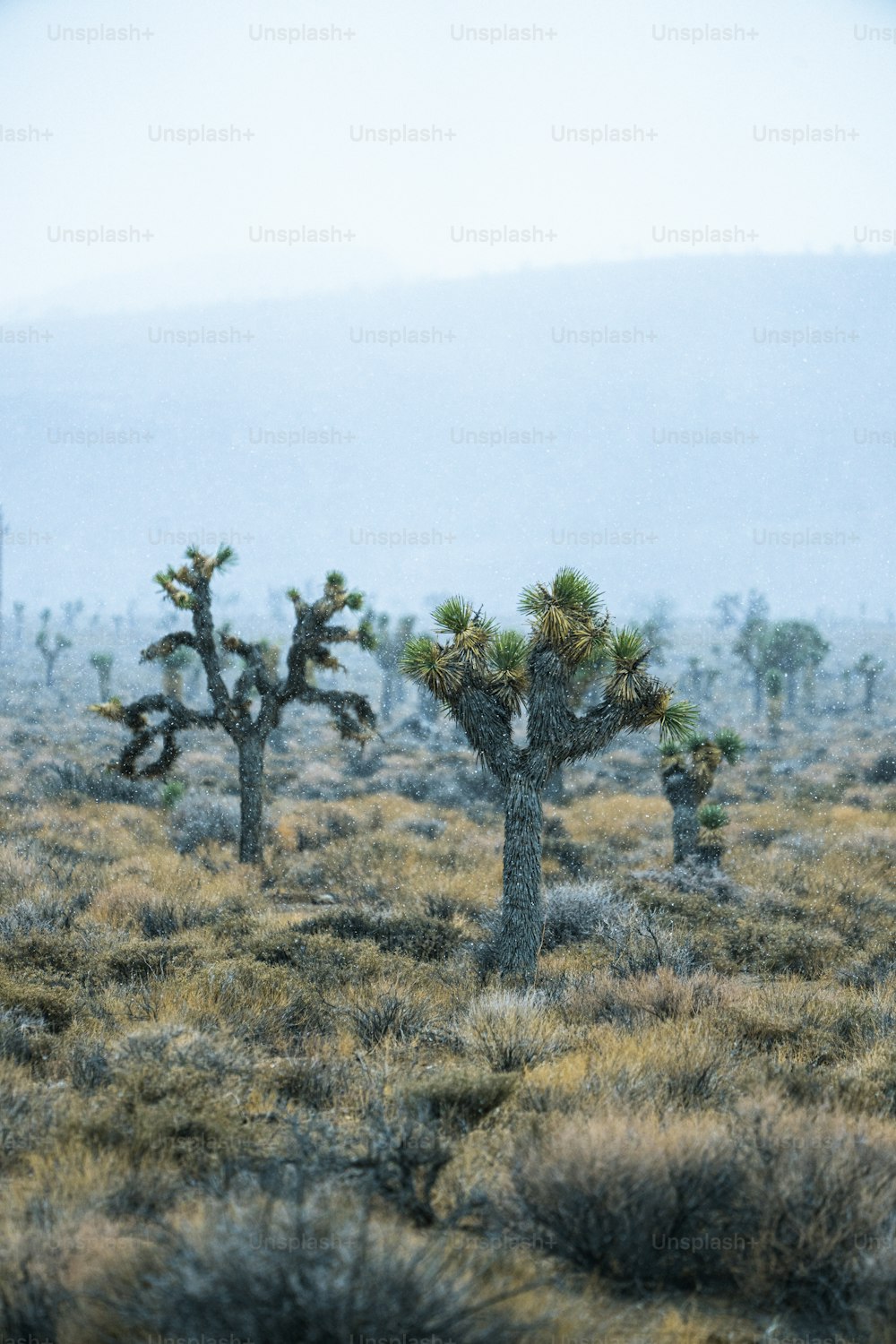 a group of joshua trees in the desert