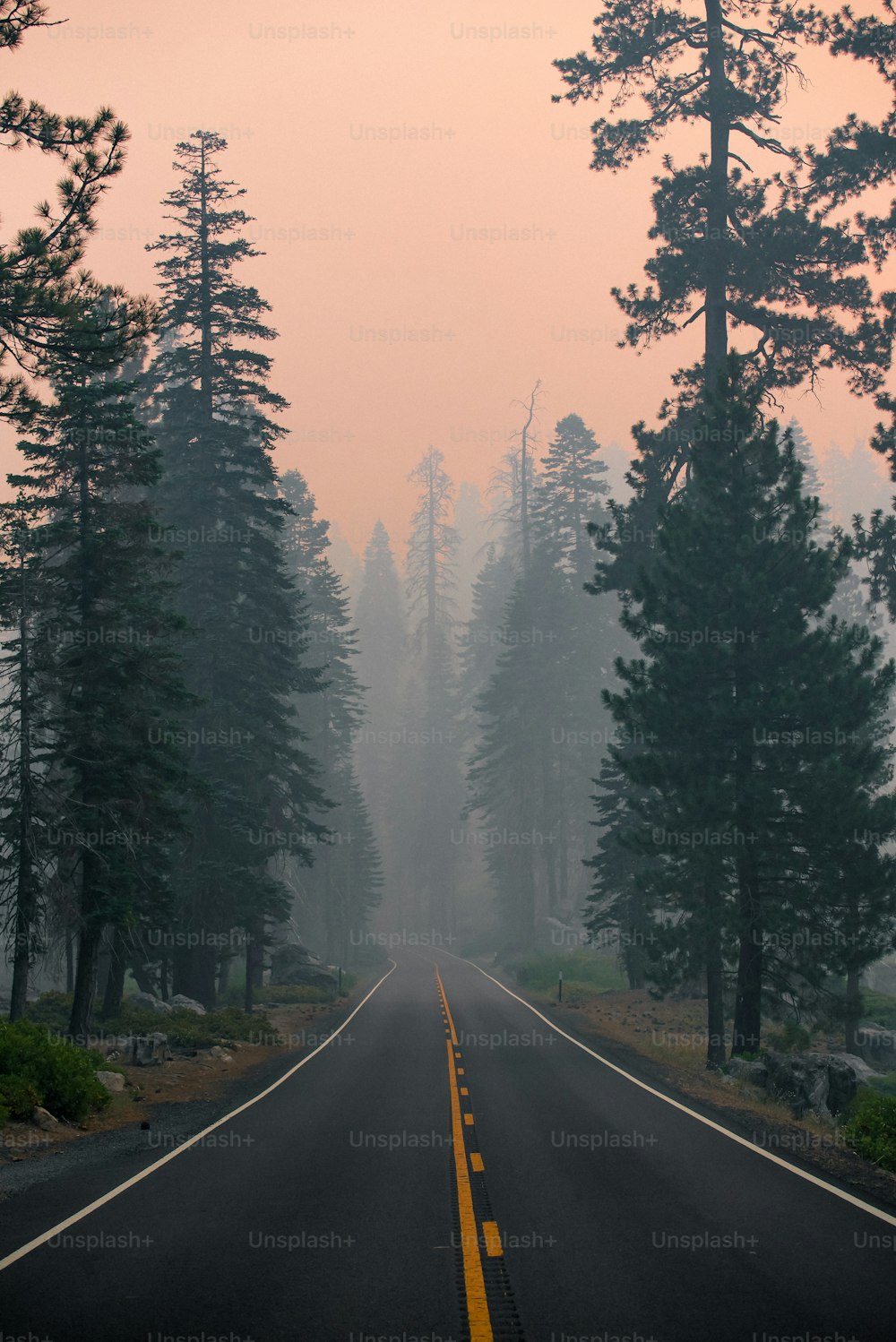 a foggy road in the middle of a forest