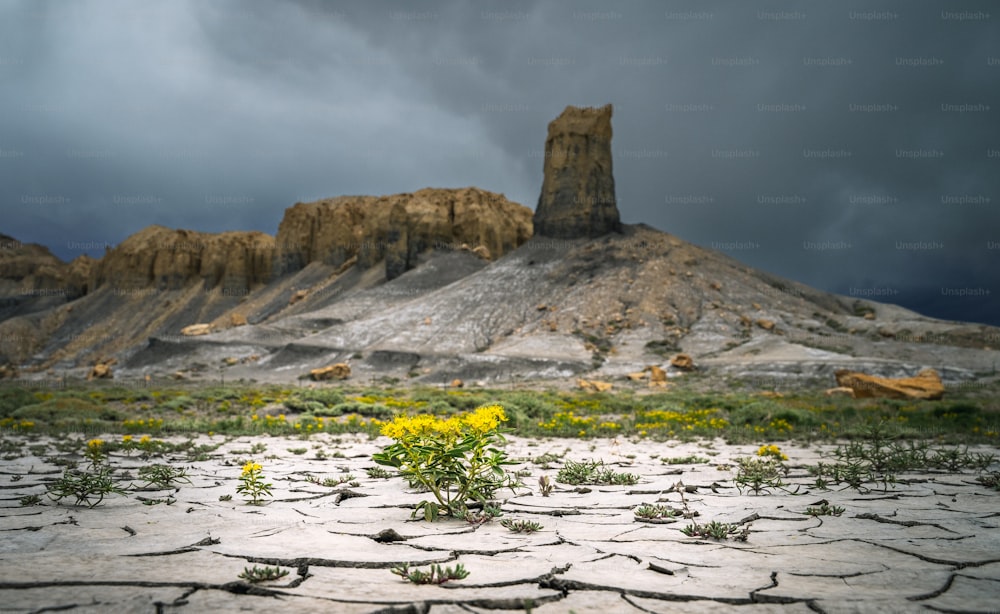 a field with a small yellow flower in the middle of it