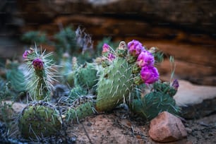 a group of cactus plants with purple flowers
