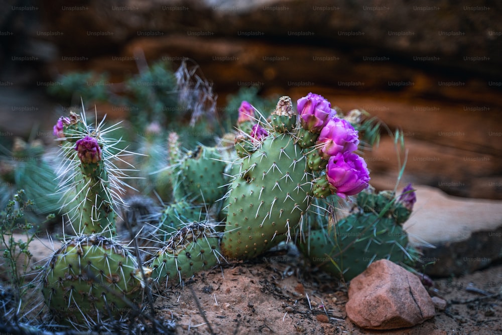 a group of cactus plants with purple flowers