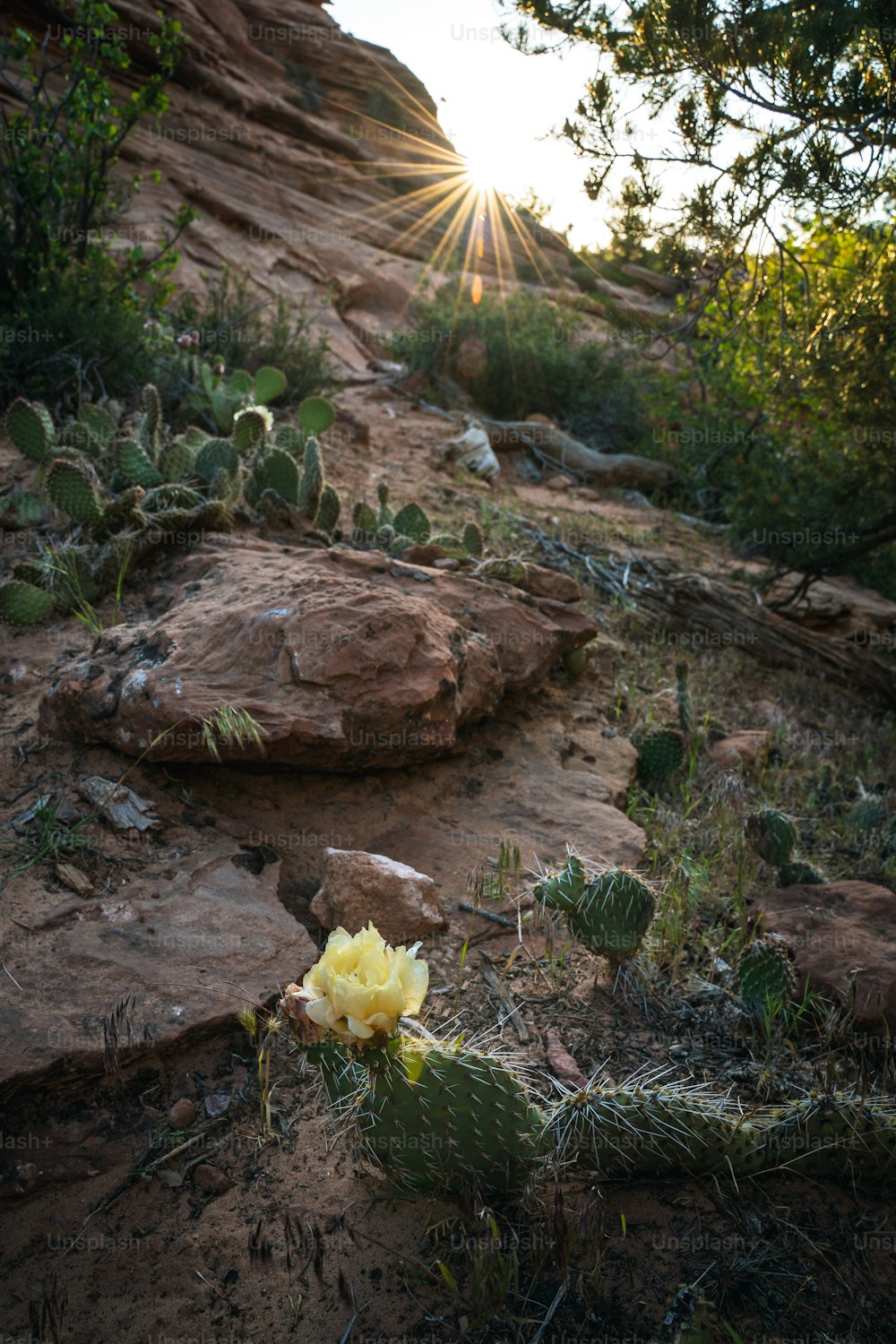 a yellow flower sitting on top of a rocky hillside