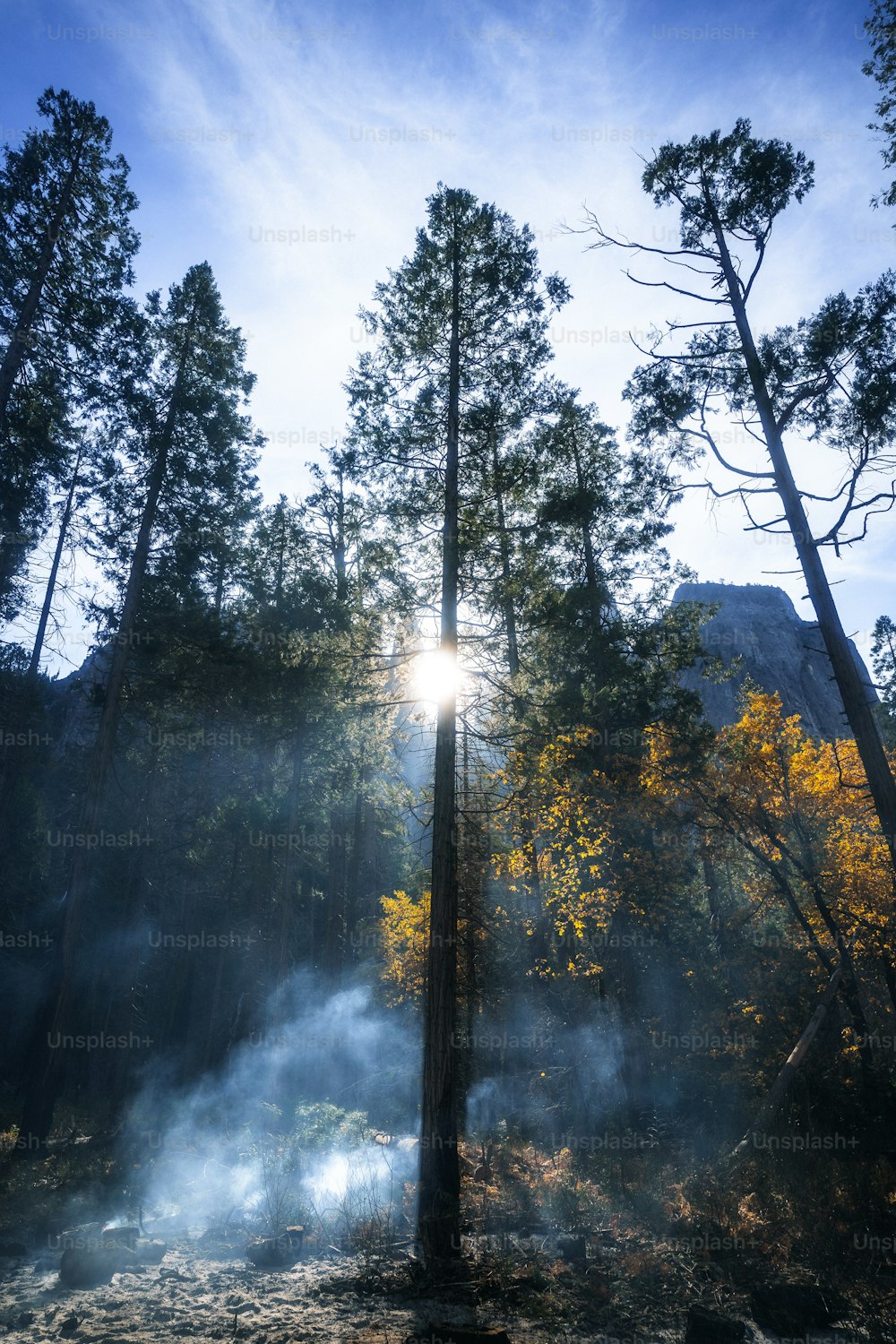 the sun is shining through the trees in the forest