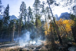 a forest filled with lots of trees covered in smoke