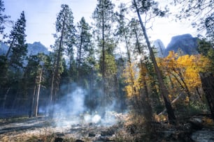 Un bosque lleno de muchos árboles cubiertos de humo