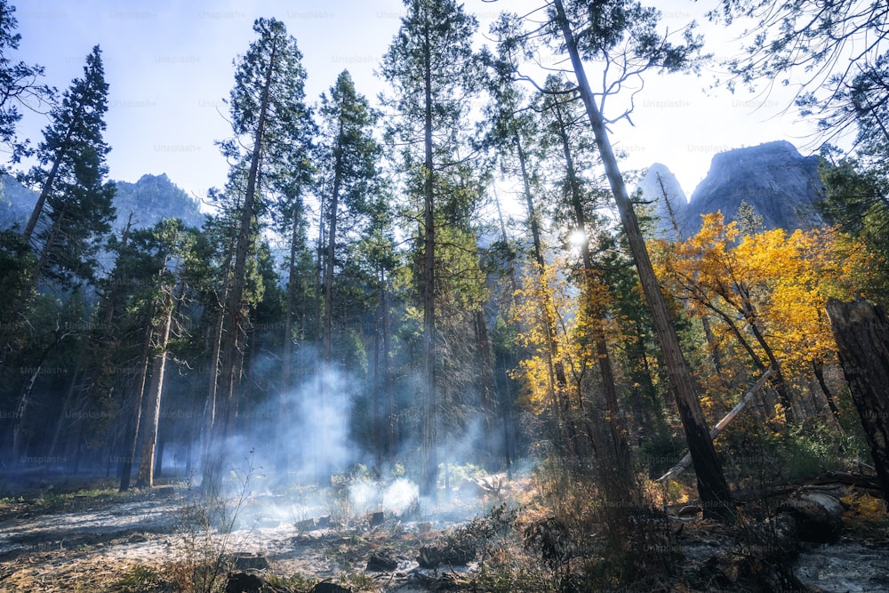 a forest filled with lots of trees covered in smoke