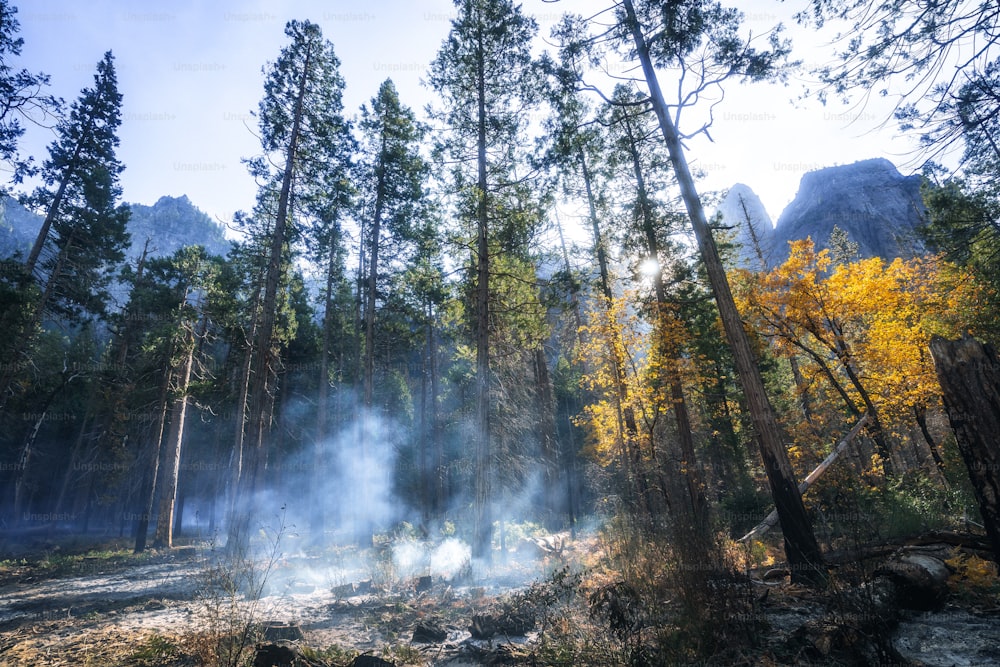 Une forêt remplie de beaucoup d’arbres couverts de fumée