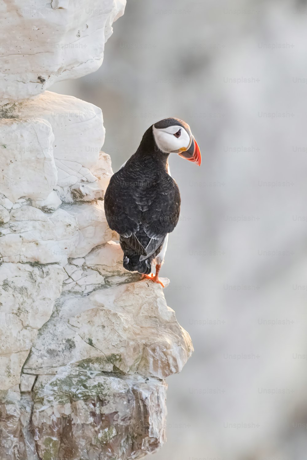 a black and white bird sitting on a rock