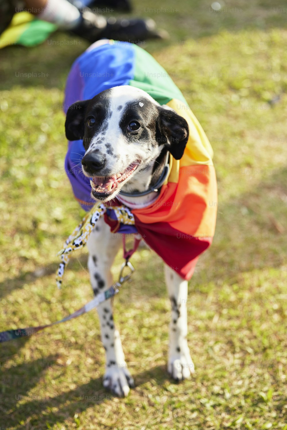 a black and white dog wearing a rainbow shirt