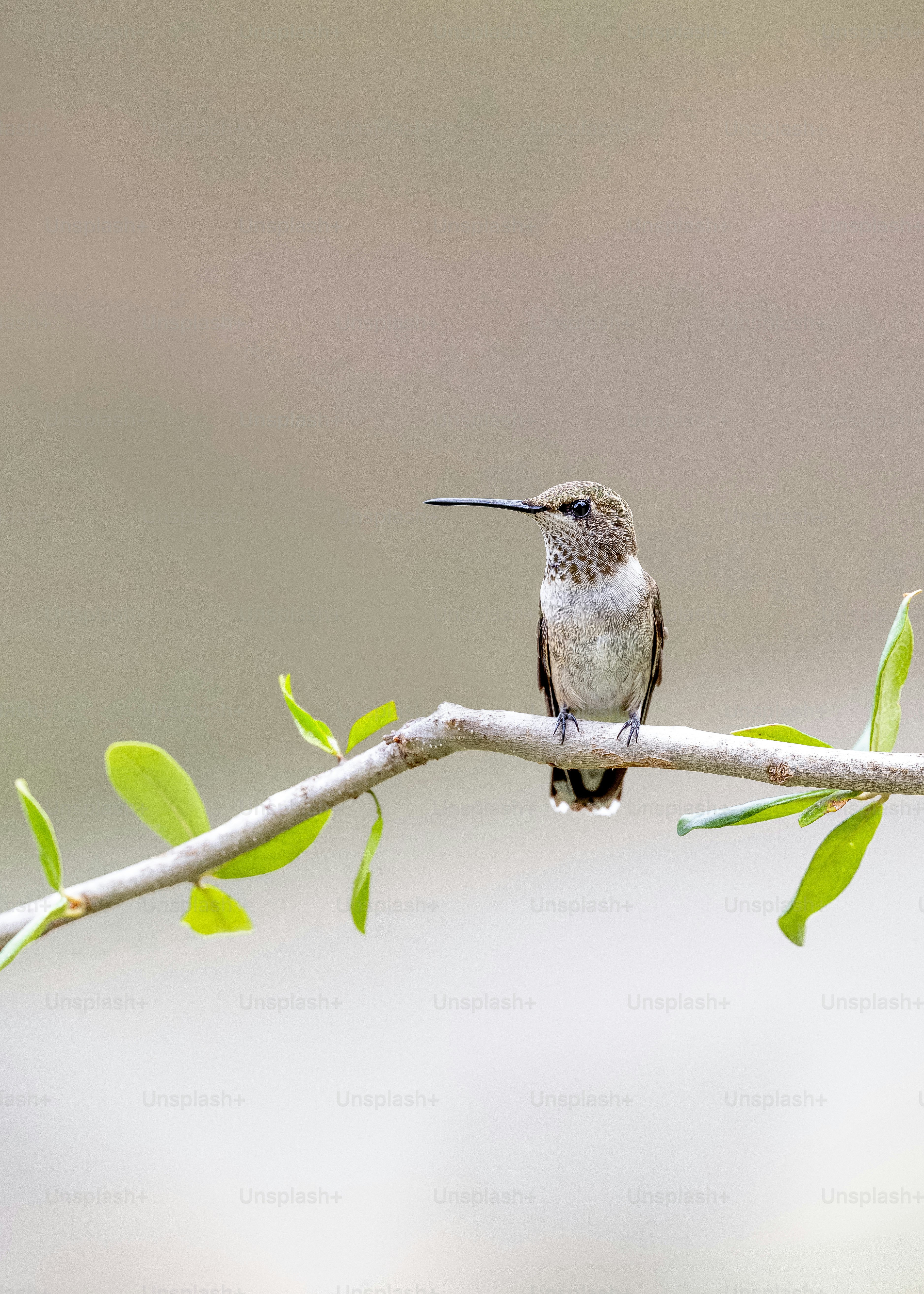 Un colibri perché sur une branche aux feuilles vertes