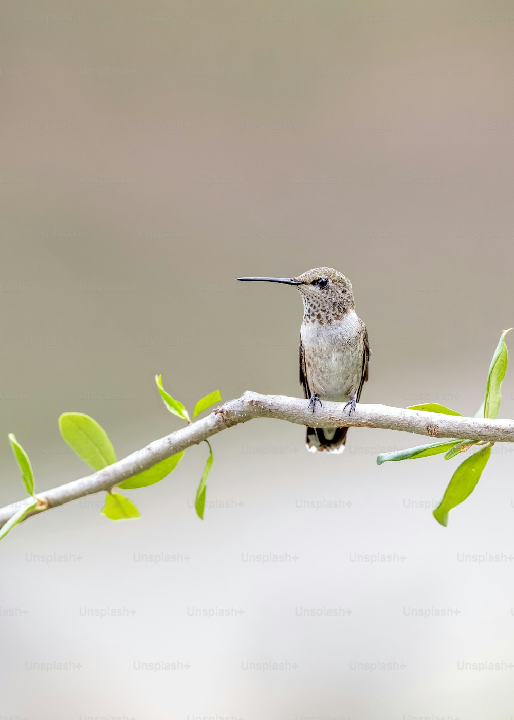 a hummingbird perched on a branch with green leaves