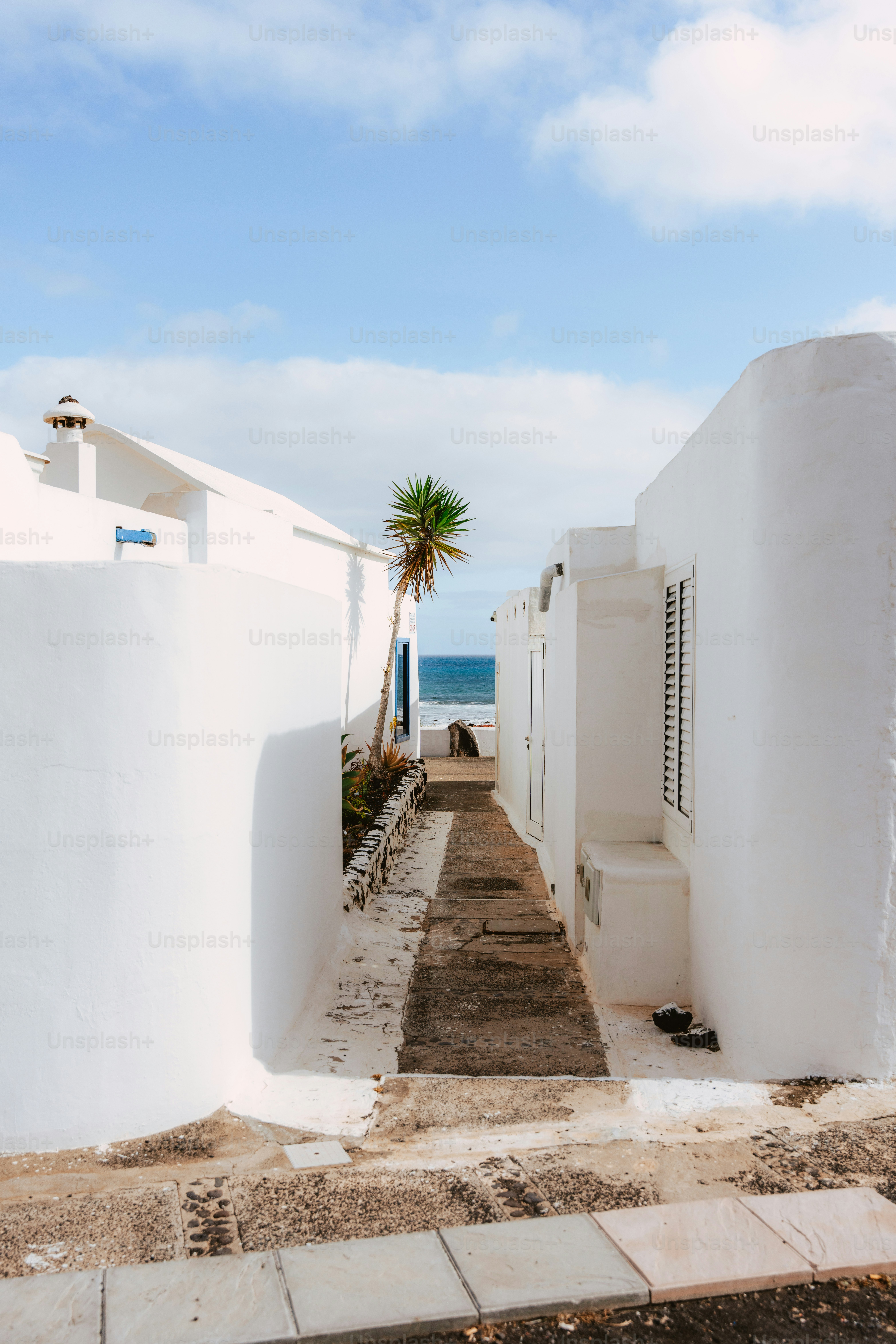 a white building with a palm tree next to it