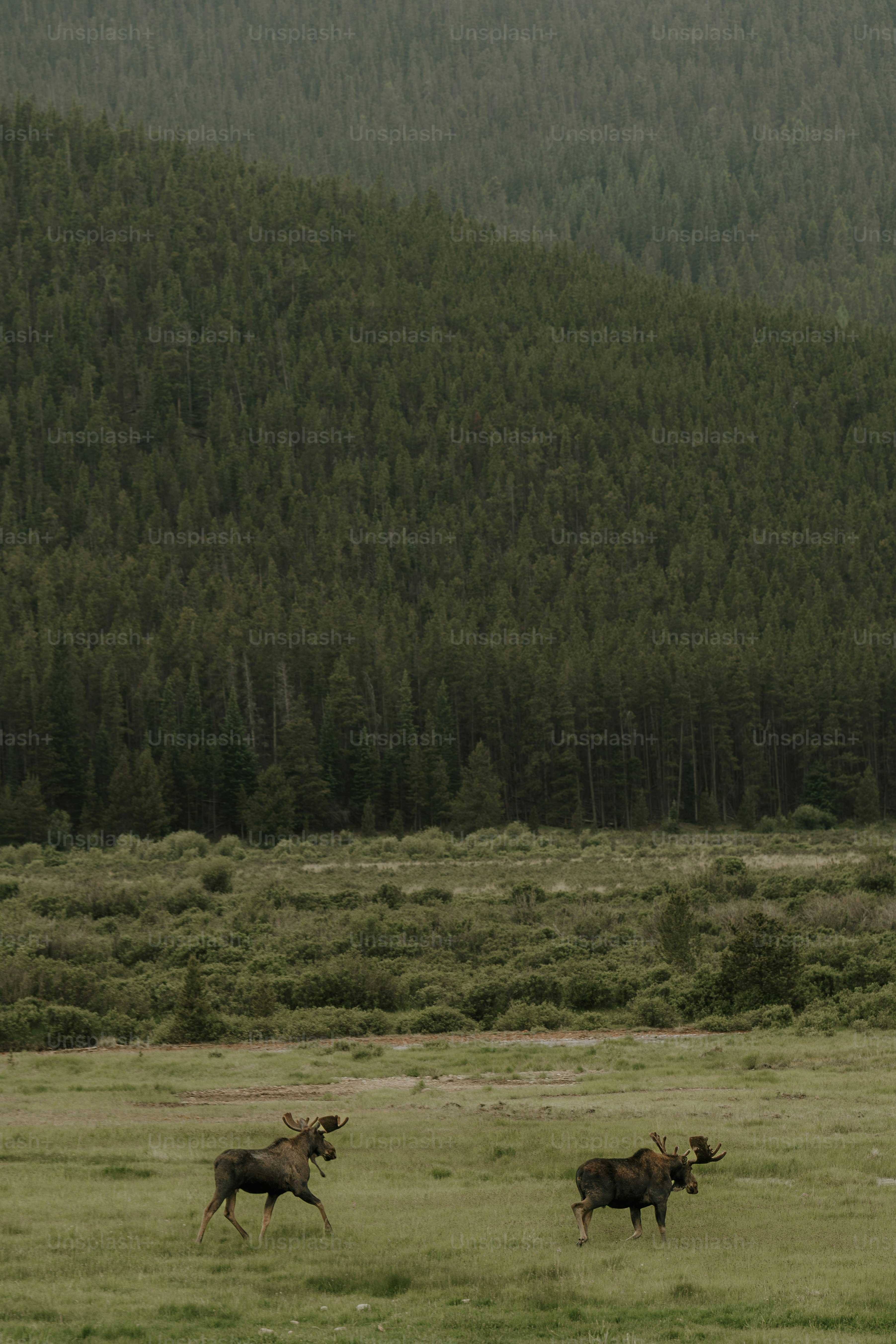 a couple of animals that are in the grass