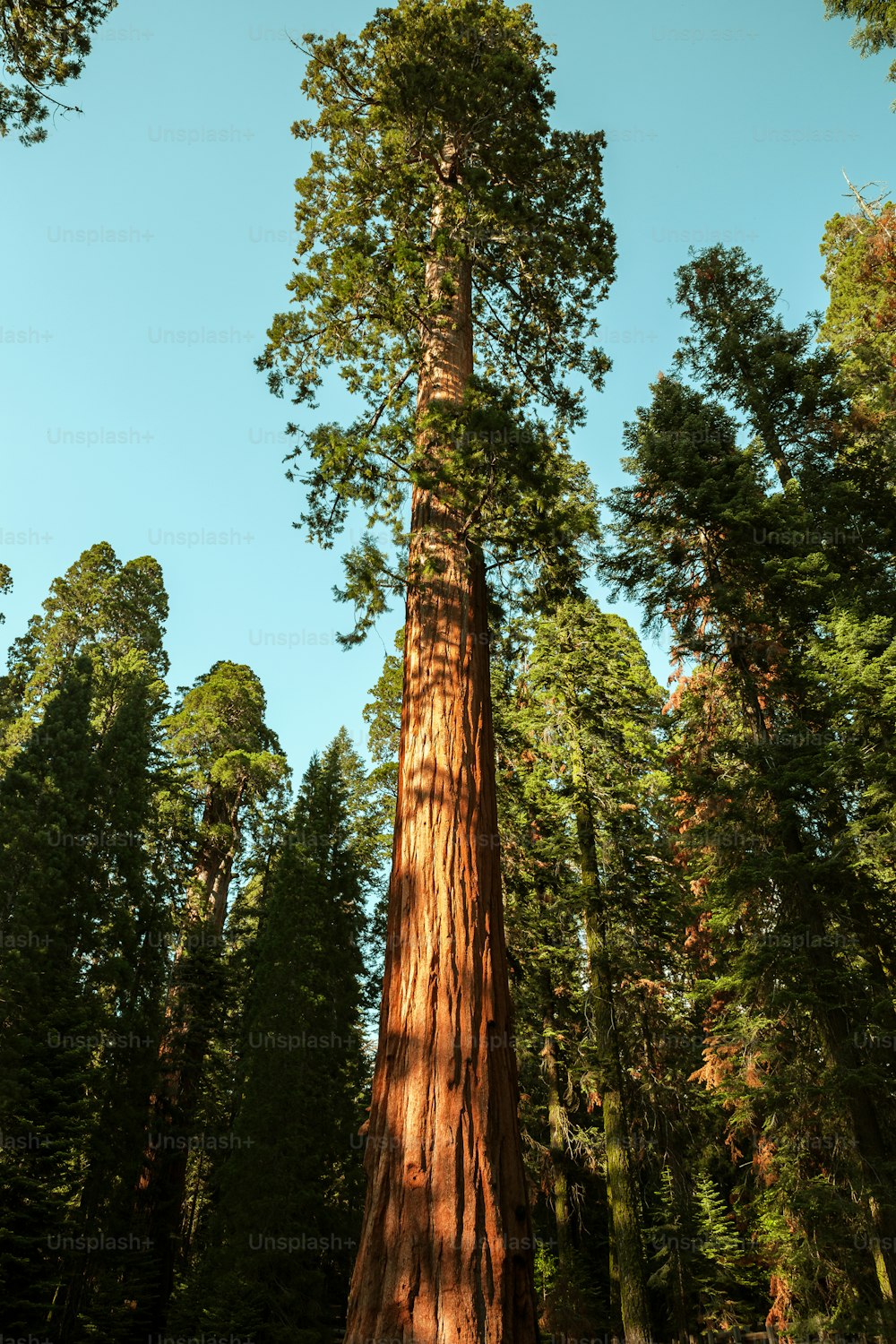 ein großer Baum mitten im Wald