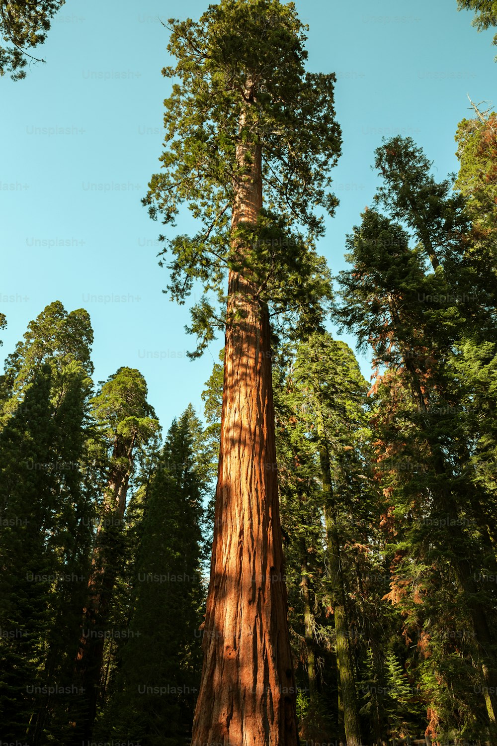 un grande albero nel mezzo di una foresta