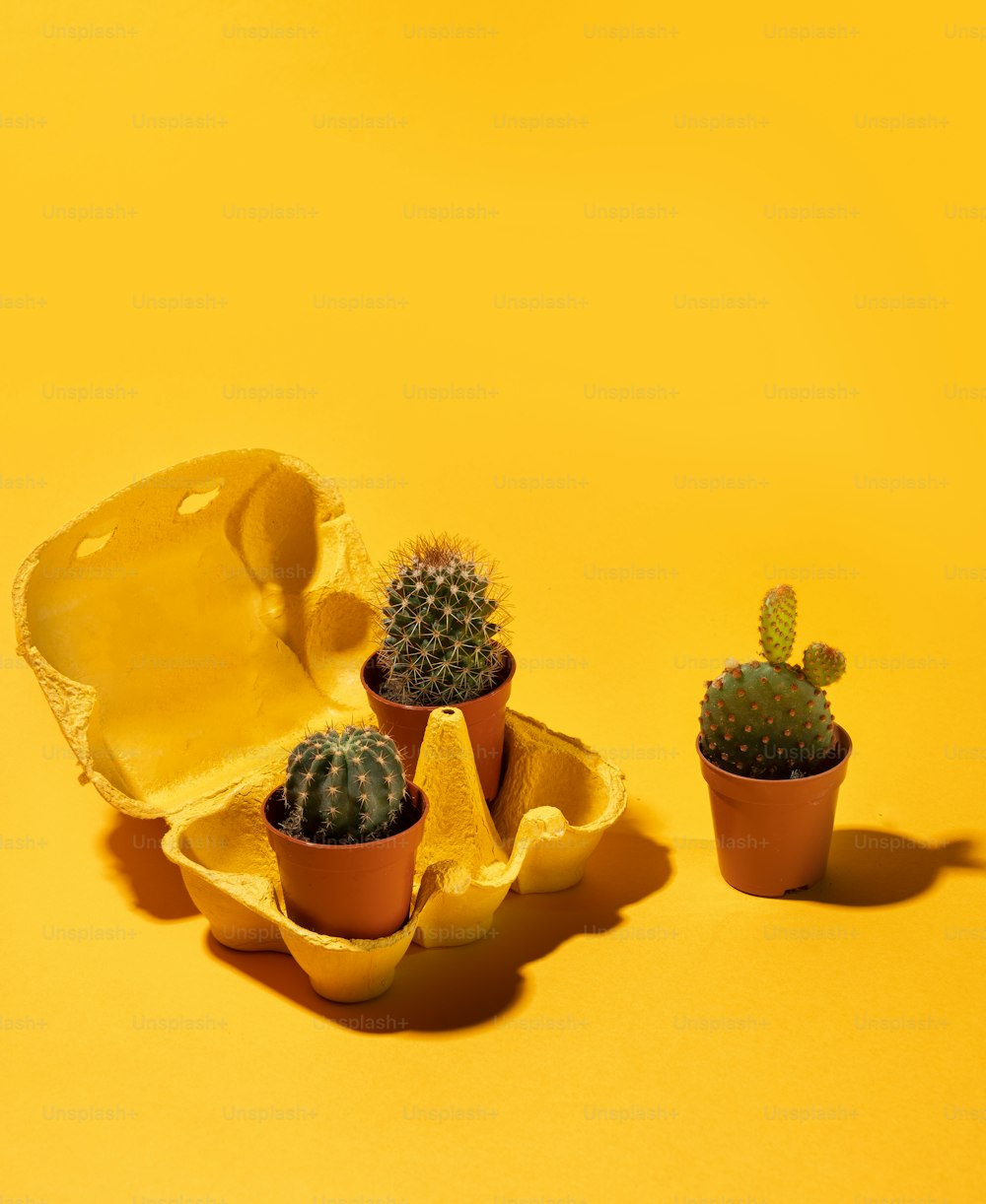 Tres pequeñas plantas de cactus en pequeñas macetas de barro