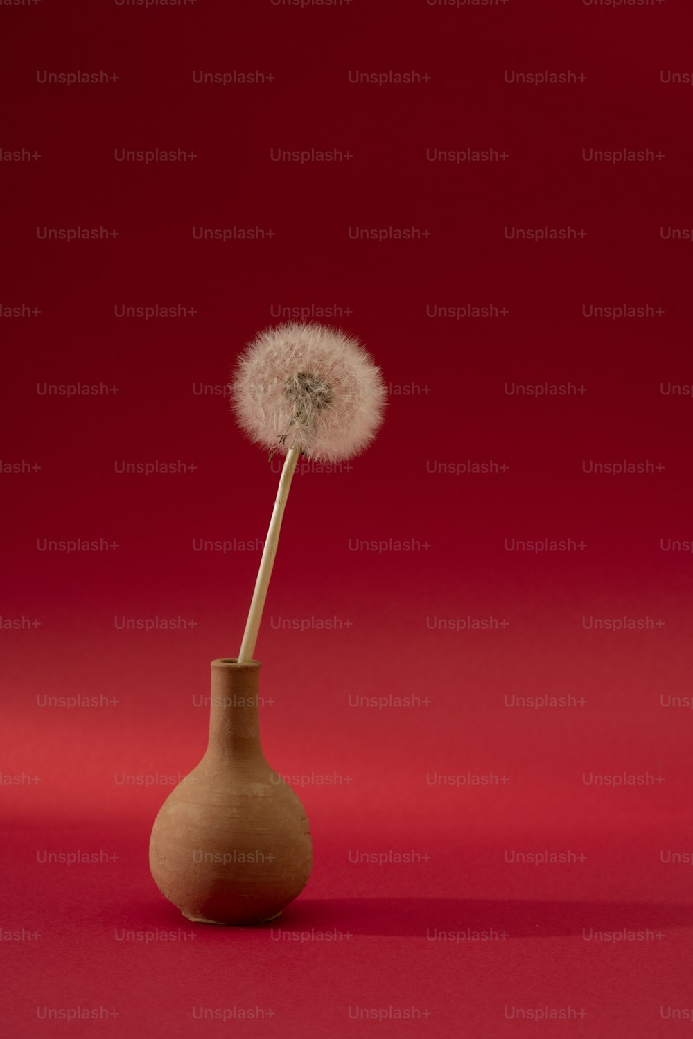 a dandelion in a vase on a red background