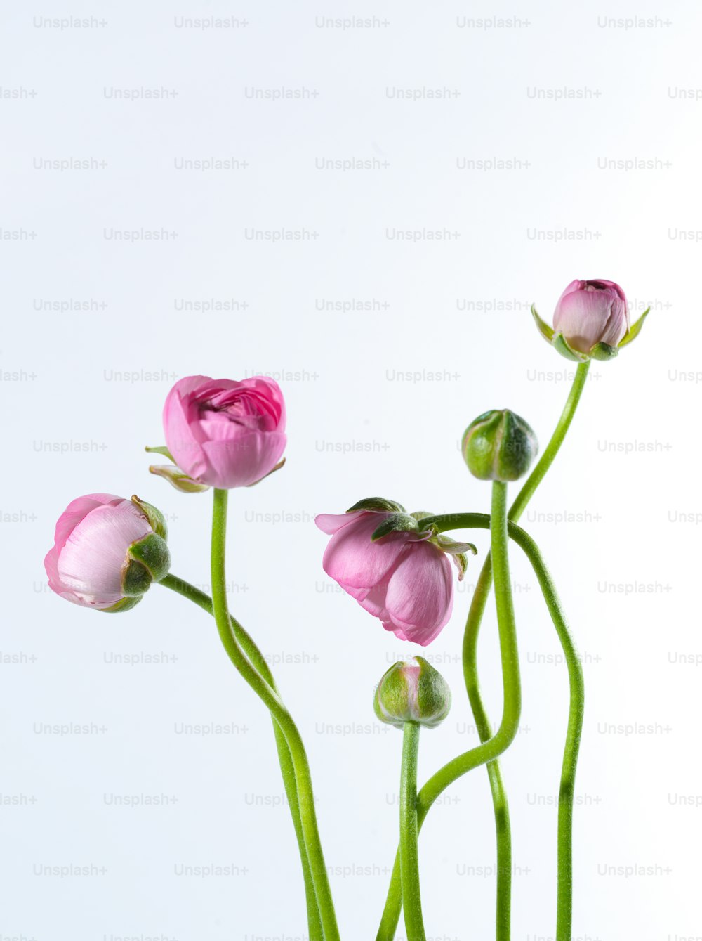três flores cor-de-rosa em um vaso em uma mesa
