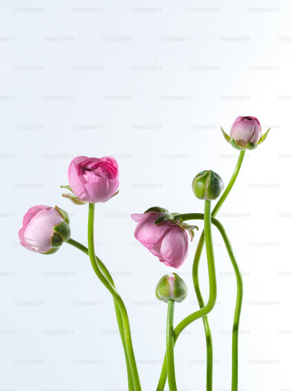 three pink flowers in a vase on a table