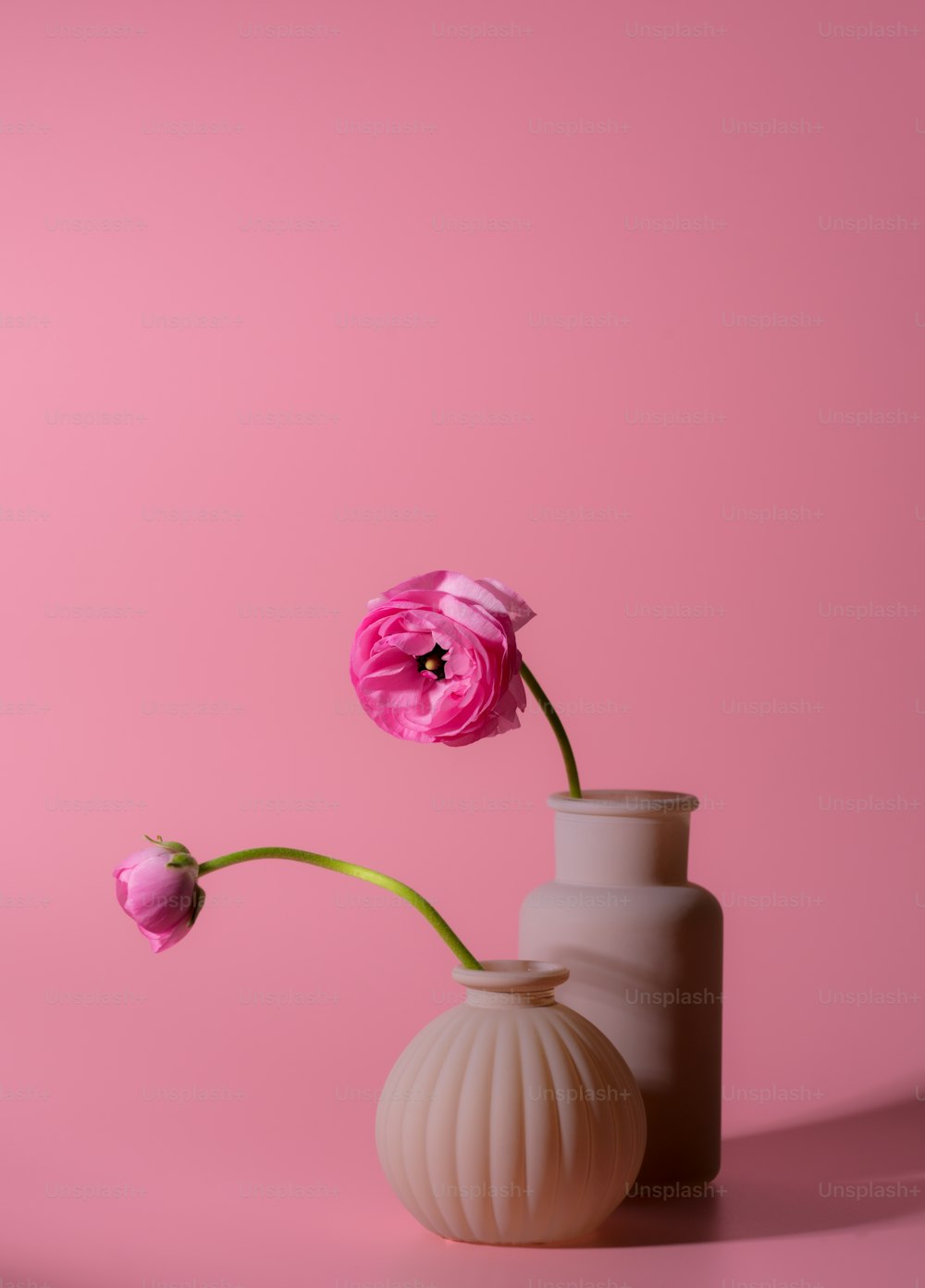 Una flor rosa en un jarrón blanco sobre un fondo rosa